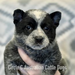 Australian Cattle Dog Puppies from Circle C Australian Cattle Dogs