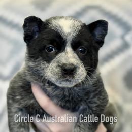 Australian Cattle Dog Puppies from Circle C Australian Cattle Dogs