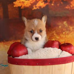 Pembroke Welsh Corgi Puppies from 3W Corgis