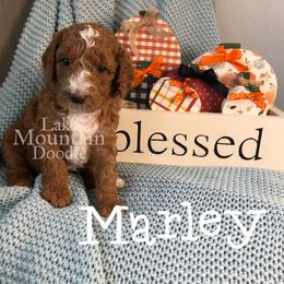 Australian Labradoodle, Double Doodle, Goldendoodle, and Labradoodle Puppies from Lake Mountain Doodle