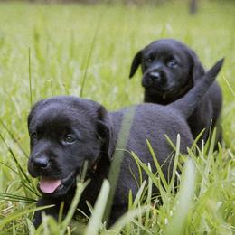 Labrador Retrievers from Potomac Labradors