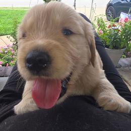 Yoda (Baby boy blue) - Dark golden male Golden Retriever puppy in Clarksville, Tennessee from 255 Goldens