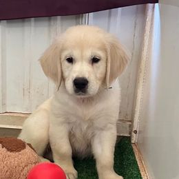 George - Light golden male Golden Retriever puppy in Terre Hill, Pennsylvania from Cloverleaf K9 Connections