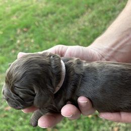Pink - Brown female Cocker Spaniel puppy in Palestine, Texas from Chocolate Cocker Spaniels