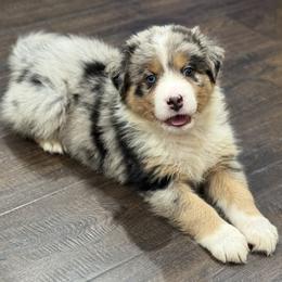 Boy 3: Cashew - Blue merle male Australian Shepherd puppy in Volant, Pennsylvania from Addie's Aussies