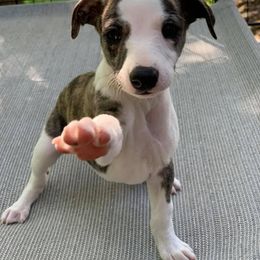Whippet Puppies from Liberty Whippets