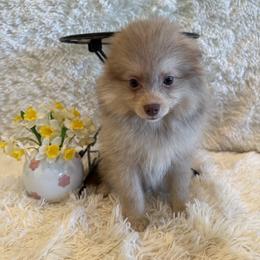 Grace - Chocolate female Pomsky puppy in Bucyrus, Missouri from Hill Top Pomskies