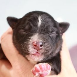 Miniature American Shepherds and Miniature Australian Shepherds from Maple Grove Mini Aussies