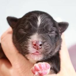 Miniature American Shepherds and Miniature Australian Shepherds from Maple Grove Mini Aussies