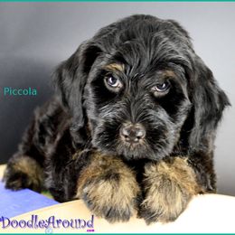 Piccola - Black female Australian Labradoodle puppy in Billings, Montana from Doodle Around