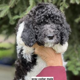 Gray collar boy - male Newfypoo puppy in Fairfield, California from Twin Sisters Doodles