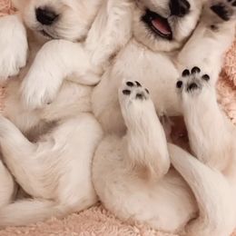 Golden Retriever Puppies from Goldens of Hope