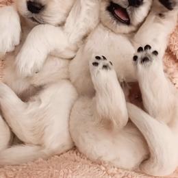 Golden Retriever Puppies from Goldens of Hope
