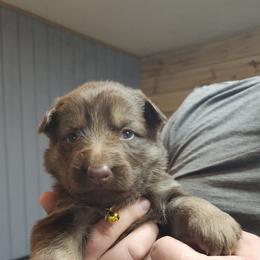 Olive (Yellow) - Liver female German Shepherd puppy in Garrett, Indiana from Devil-Dog Shepherds