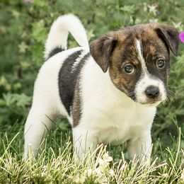 Squirrel - Sporty Mix puppy in Burnsville, Minnesota from Puzzle Dogs