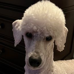 Nitro - Poodle