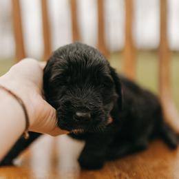 Hank - Orange Collar - Black male Goldendoodle puppy in Newell, Iowa from Front Porch Goldens