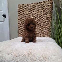 Oslo (AKC) - Red  male Poodle puppy in Rainbow City, Alabama from Spinks Poodles