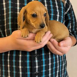 Boy 1 - Cream male Dachshund puppy in Ft Dodge, Iowa from Secret Reality
