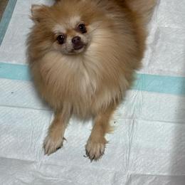 Pebbles - Pomeranian