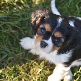 Cavalier King Charles Spaniel Puppies from Grifscamp Cavaliers