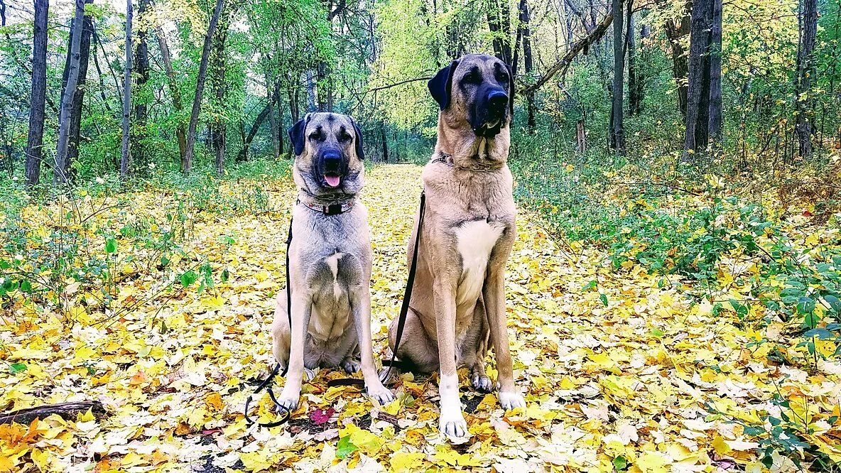 Chippewa Valley Kangals in Wisconsin Kangal puppies Good Dog