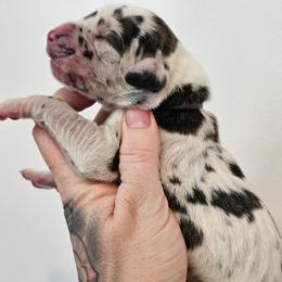 Purple collar - Harlequin female Great Dane puppy in Warren, Ohio from Loyal-Loves Great Danes