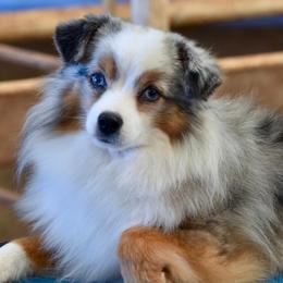Puff - Toy Australian Shepherd