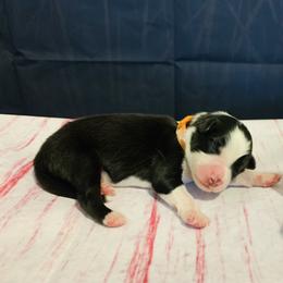 Australian Shepherd Puppies from REINVENTED.KENNELS