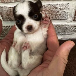 Elizabeth - Chocolate and white female Chihuahua puppy in Tyner, North Carolina from Hawk's Eye Homestead