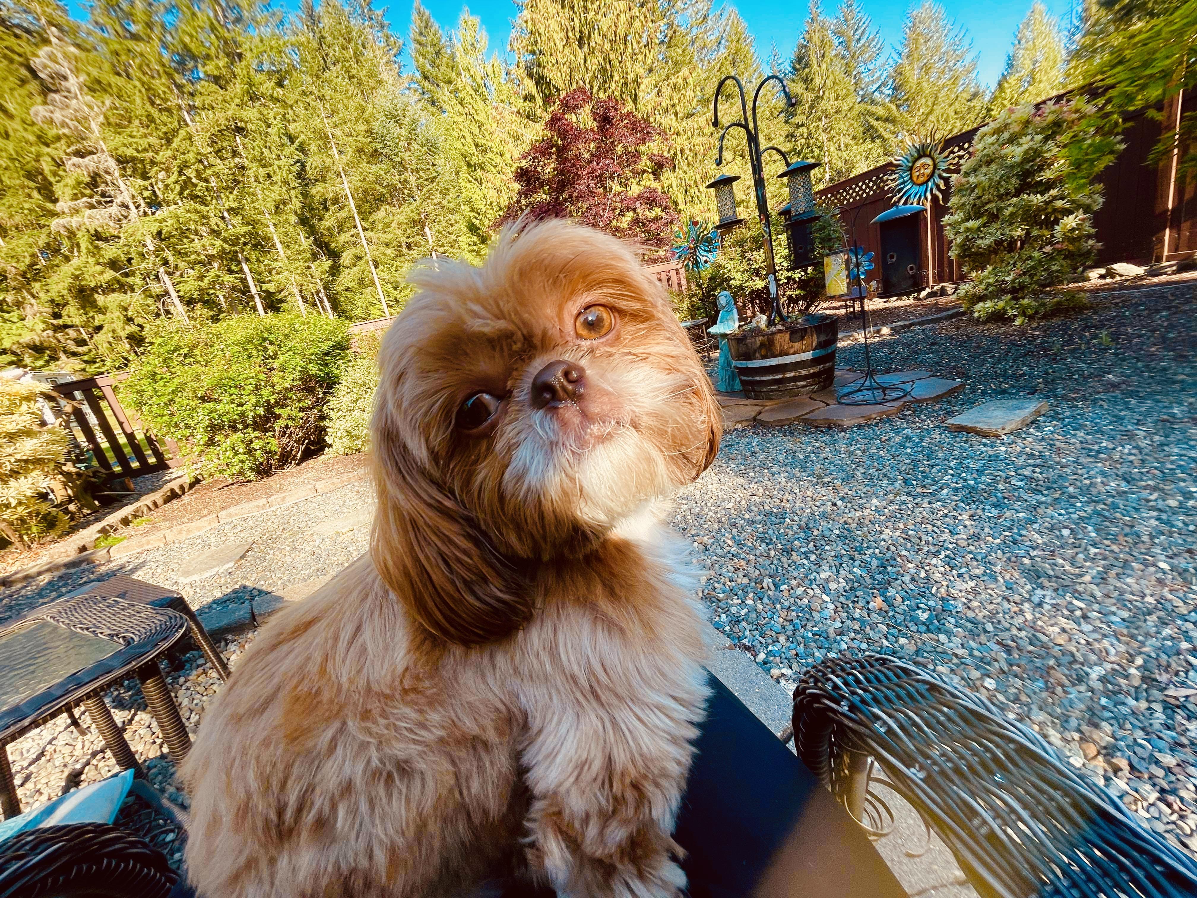 Chewy