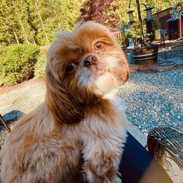 Chewy - Shih Tzu
