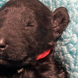 Girl 5 - Blue Poodle puppy in Vancouver, Washington from Urban Hero Poodles