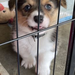 Pembroke Welsh Corgi Puppies from Kilgore’s Puppies of Greers Ferry Lake
