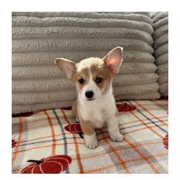 Arthur (Artie) - Red male Pembroke Welsh Corgi puppy in Urbana, Ohio from Edgewood Farm and Kennel