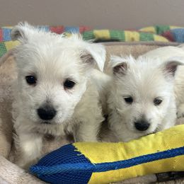 Bailey - White male West Highland White Terrier puppy in Park Rapids, Minnesota from Peggy’s Terriers