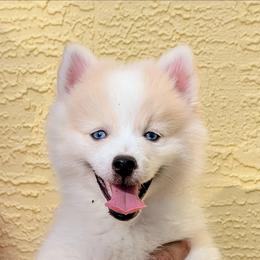 Victor - 1800 - White male Pomsky puppy in Spring Hill, Florida from www.PuppyTimeEmporium.com