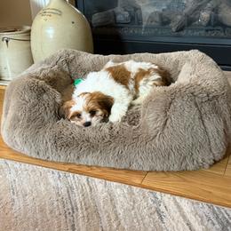 Shorkie Puppies from Sensational Shorkies