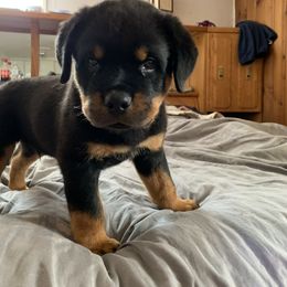 Rottweiler Puppies from Lori's Rottweilers