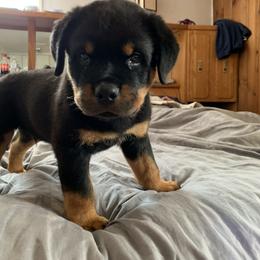 Rottweiler Puppies from Lori's Rottweilers