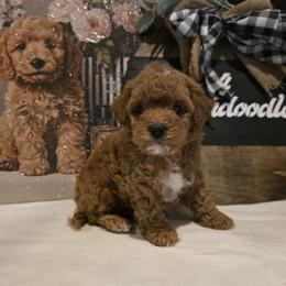 Bernedoodle, Goldendoodle, and Poodle Puppies from 4goldendoodles