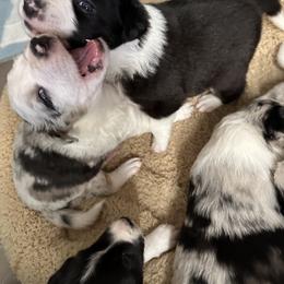 Border Collie Puppies from Roaring River Border Collies
