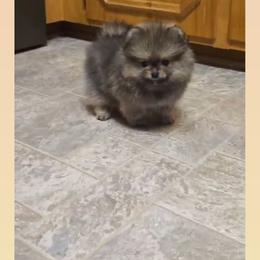 Fat boy - Red sable male Pomeranian puppy in Meherrin, Virginia from Traveling Poms