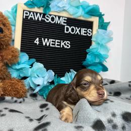 Mary Ann - Chocolate and cream female Dachshund puppy in Lufkin, Texas from Paw-some Doxies