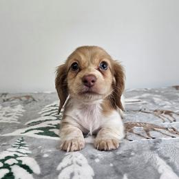 Female Piebald - Piebald female Dachshund puppy in Belle Rive, Illinois from Akin's Miniature Dachshunds, LLC