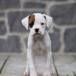 Bobby - White male Boxer puppy in Pennsylvania from Anthony's Boxers