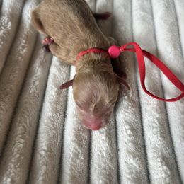 AKC Red Collar - Red  male Poodle puppy in Powder Springs, Georgia from West Cobb Dogs