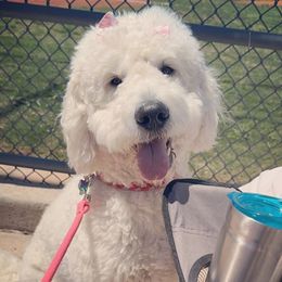 Lucy - Goldendoodle
