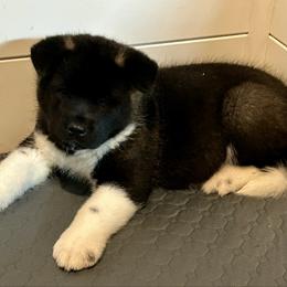 Girl 1 - Black female Akita puppy in Coalport, Pennsylvania from After Midnight Akitas