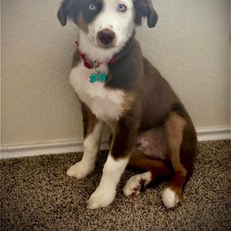 Miniature Australian Shepherd All Grown Up from Kountryside Mini Aussies